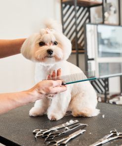 Curso de peluquería canina