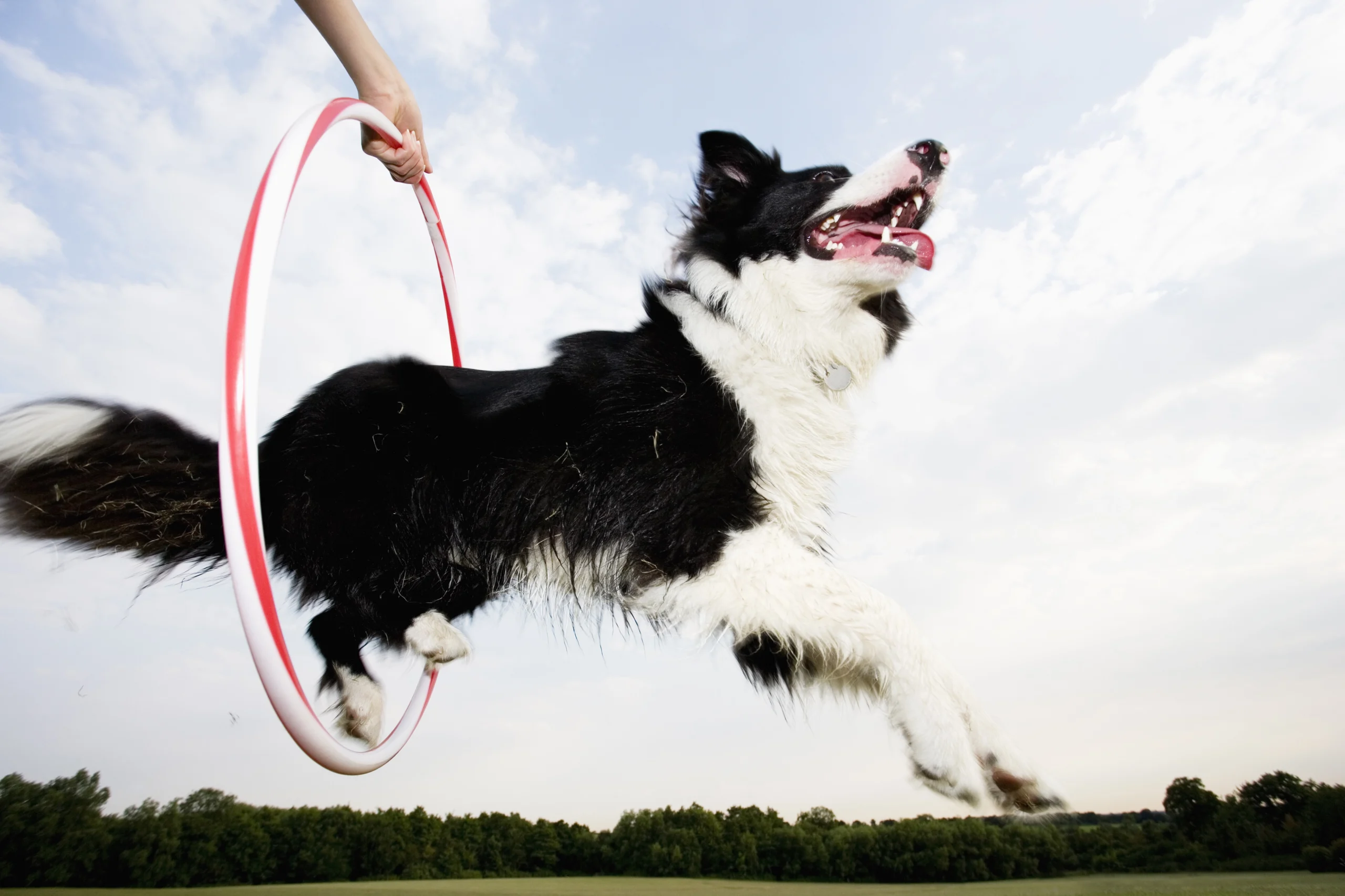 Adiestramiento canino