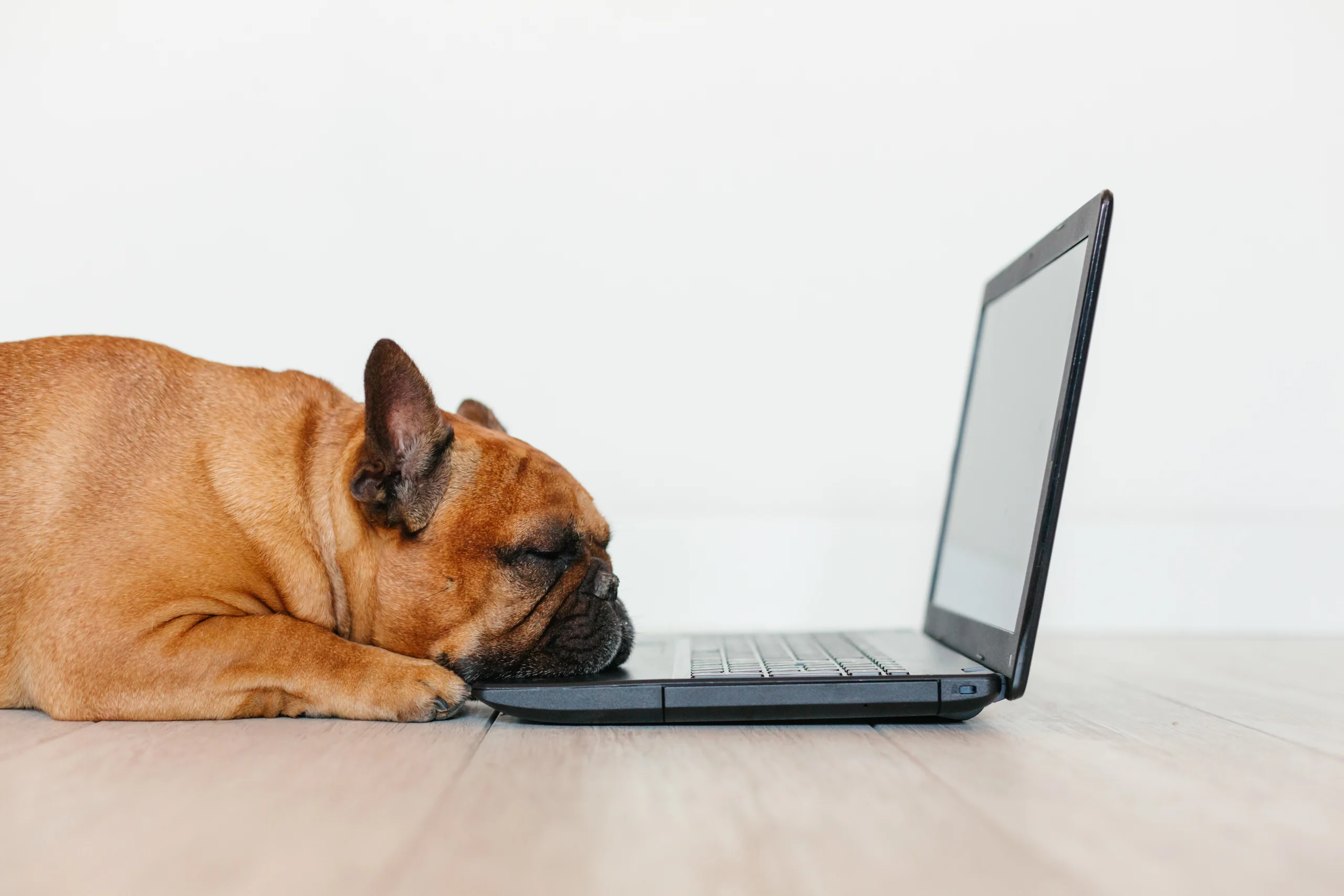 Curso Adiestramiento Canino Empleo