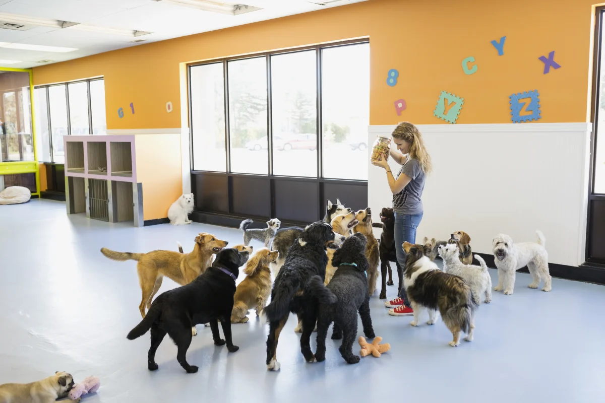 Curso de Guardería y Residencia Canina
