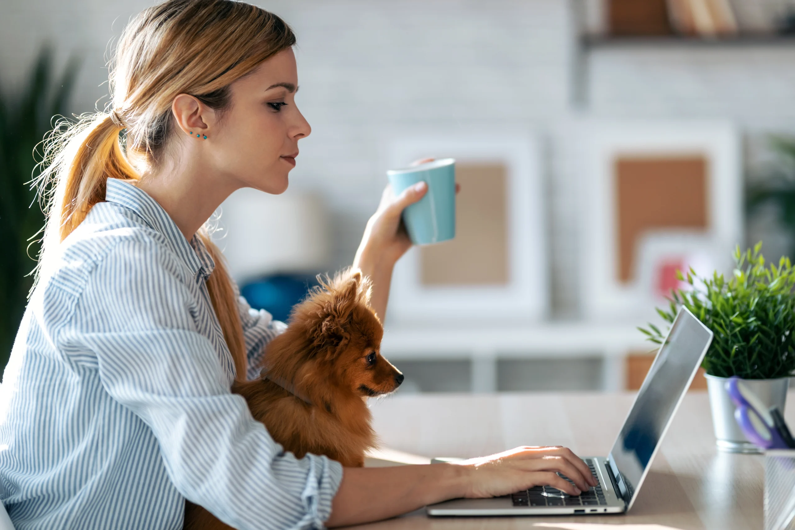 Curso peluquería canina empleo