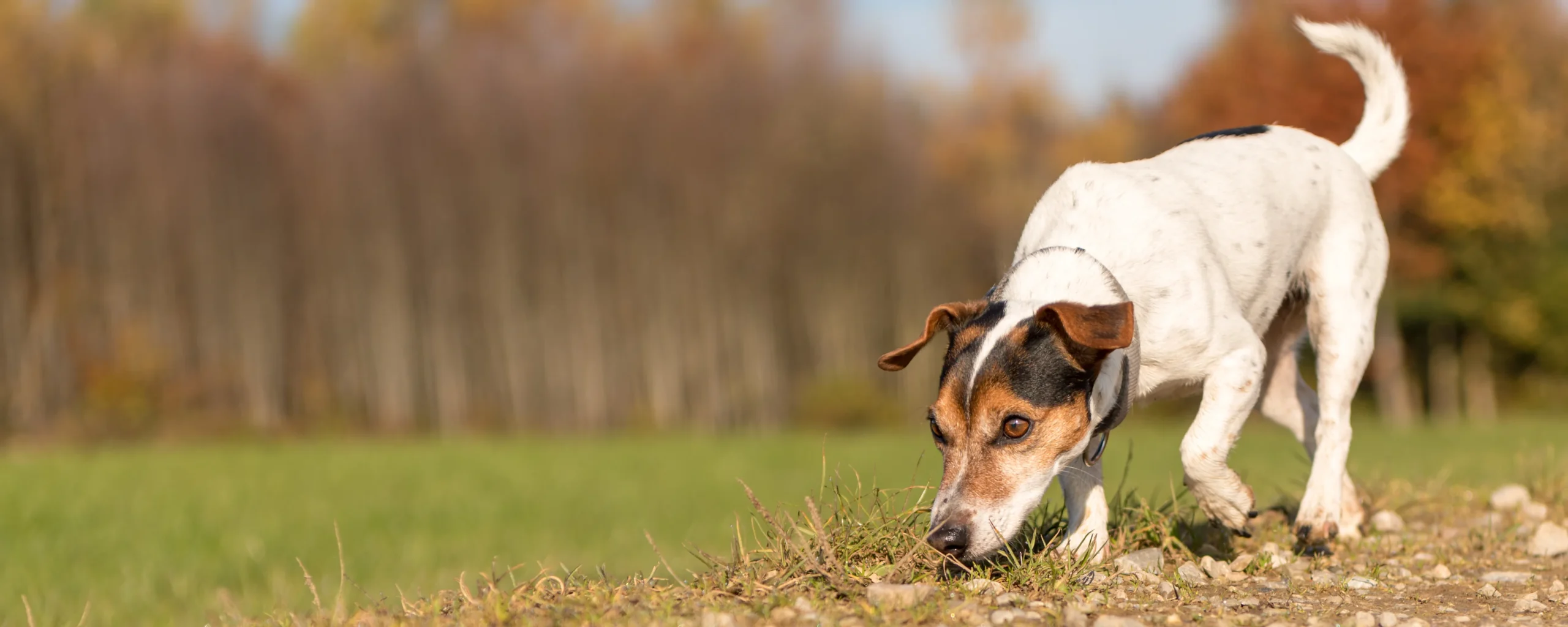 Educación canina y adiestramiento