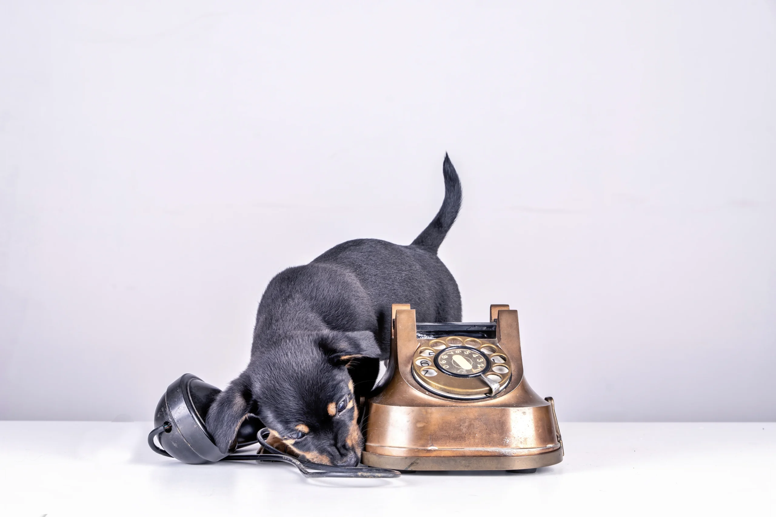 Escuela de Estudios caninos contacta para más información sobre nuestros cursos de peluquería canina, adiestramiento y salud
