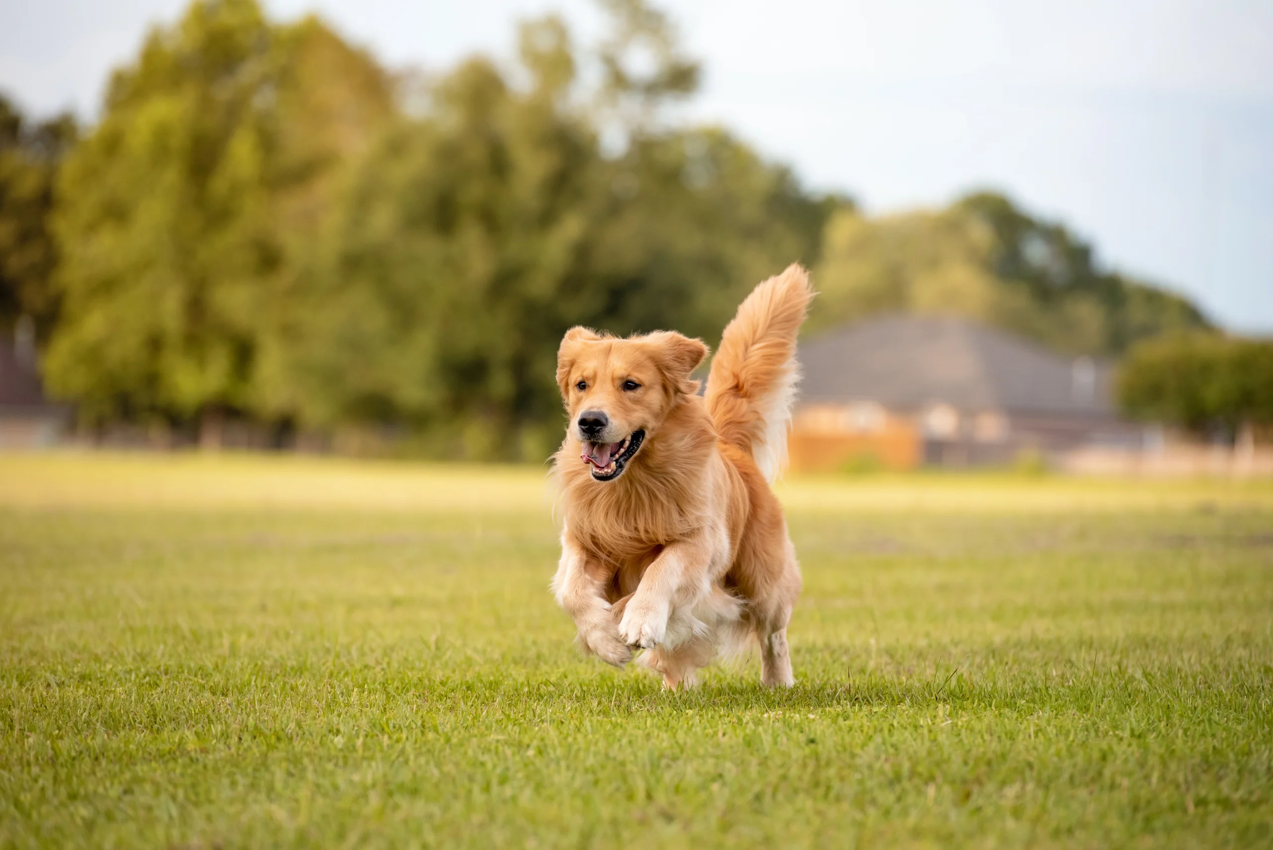 Escuelas EEC Adiestramiento Canino