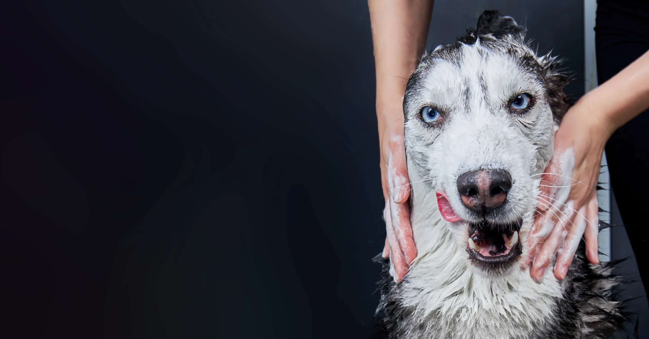 Peluquería canina