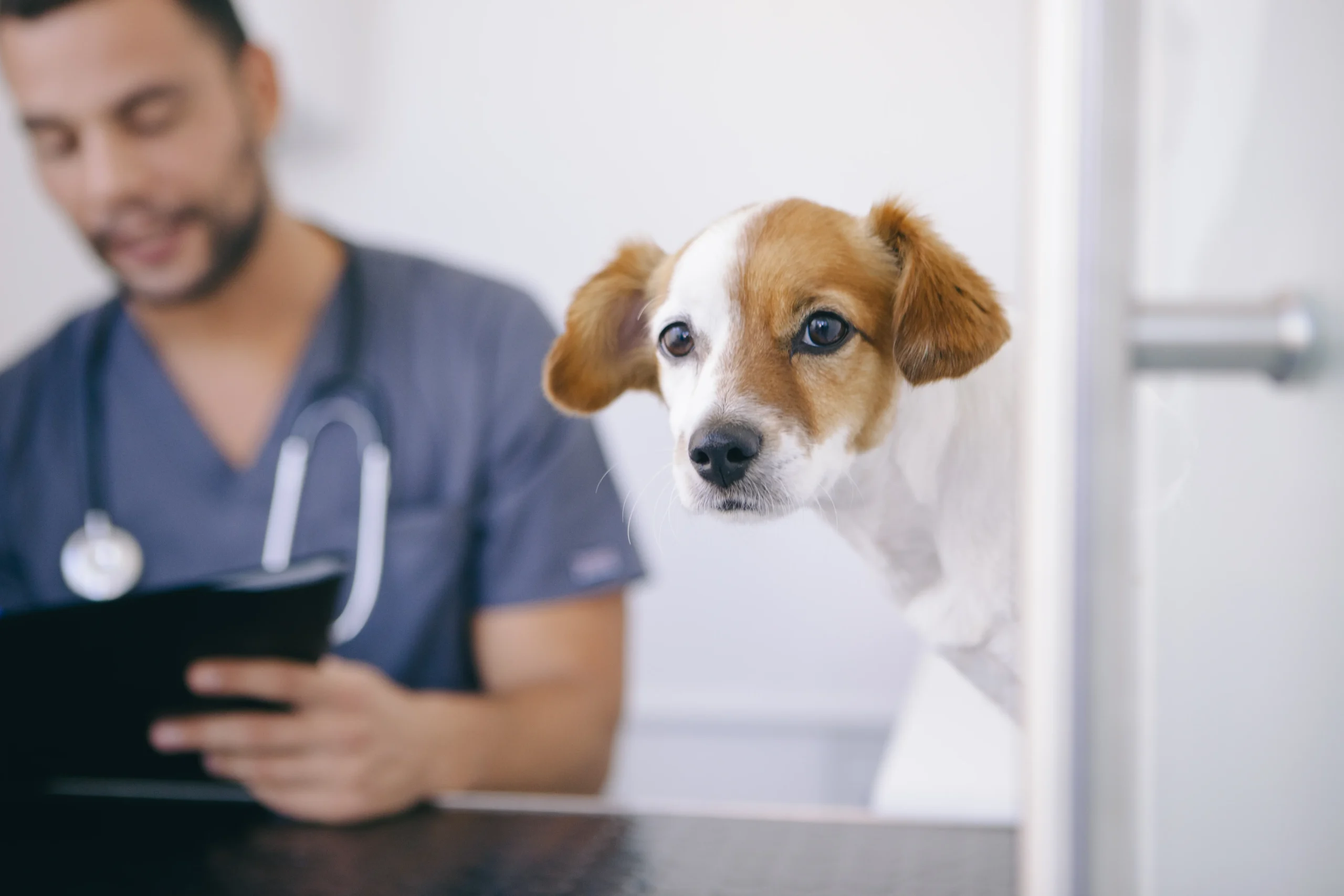 veterinario